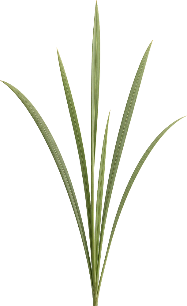 Lomandra blades specimen