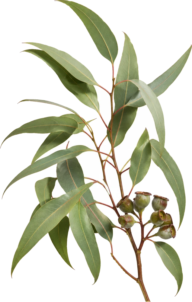 Eucalyptus specimen