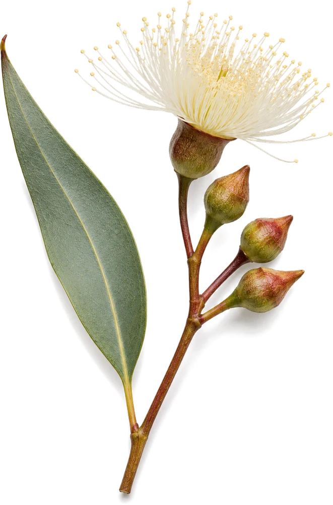 Banksia flower specimen