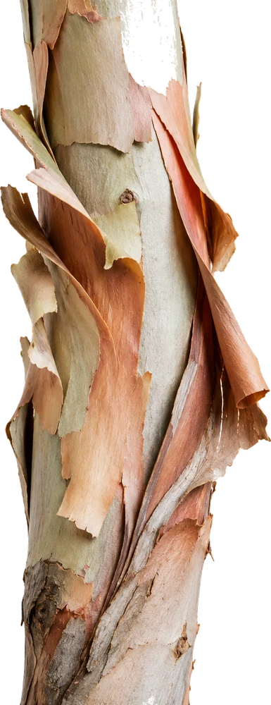 Paperbark specimen