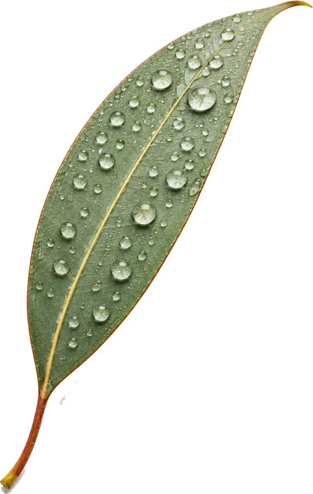 Dewy leaf specimen