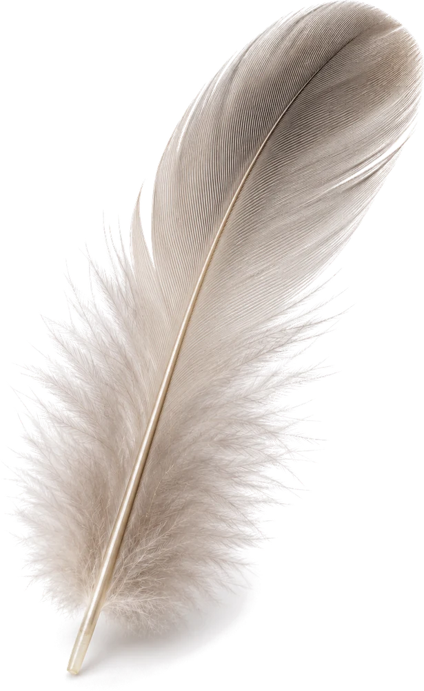 Feather specimen