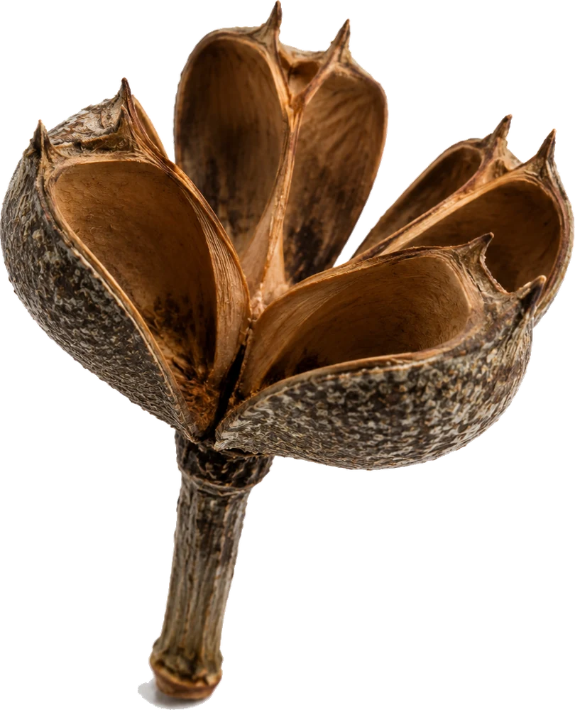Opened pod specimen